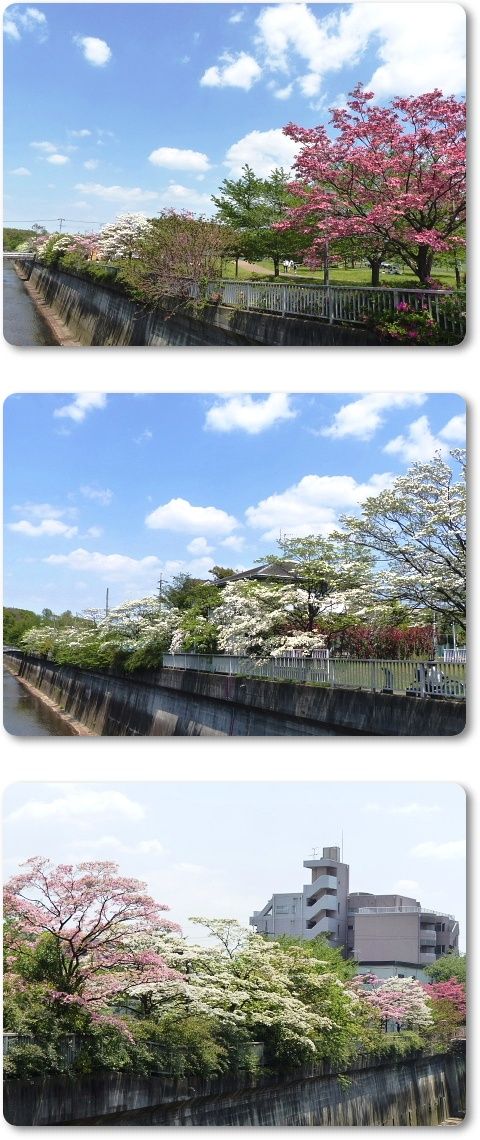 イメージ 4
