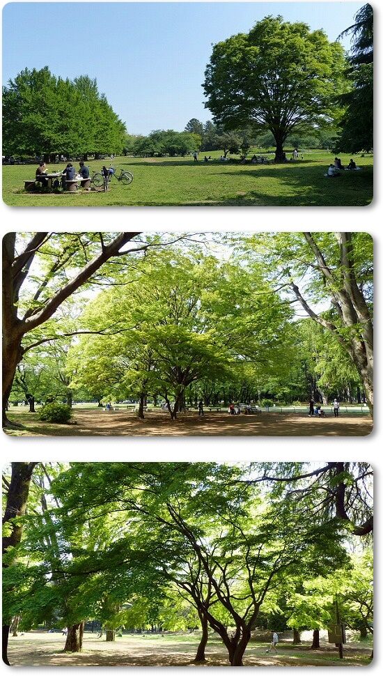 光が丘公園 なんじゃもんじゃの木 Youko2のブログ 光が丘公園 なんじゃもんじゃの木 Youko2のブログ