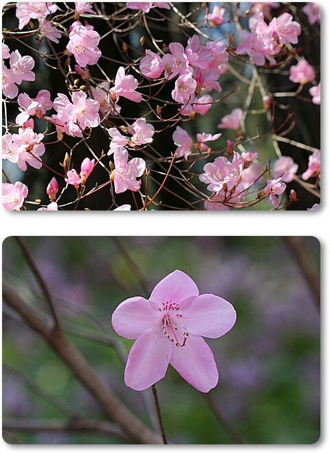 玄海桜つつじ