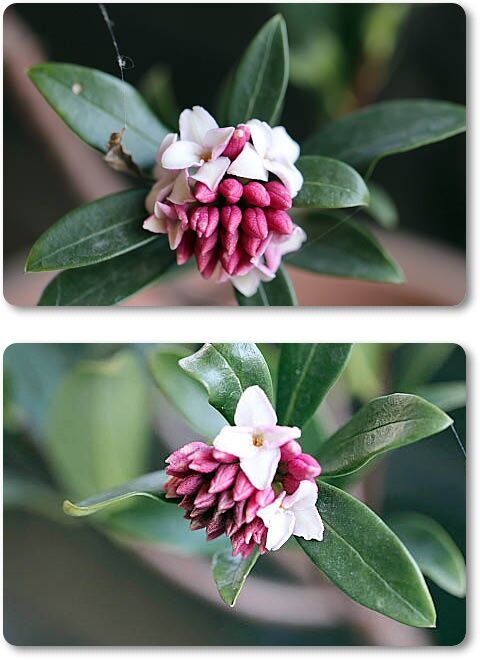 沈丁花