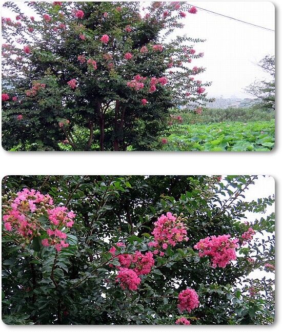 2百日紅
