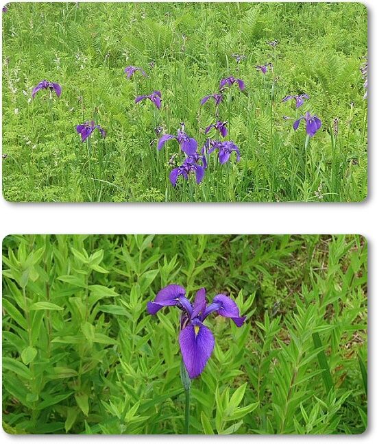 6野花菖蒲