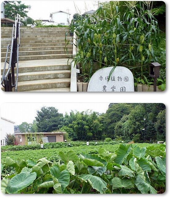 農業園