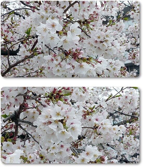 桜2