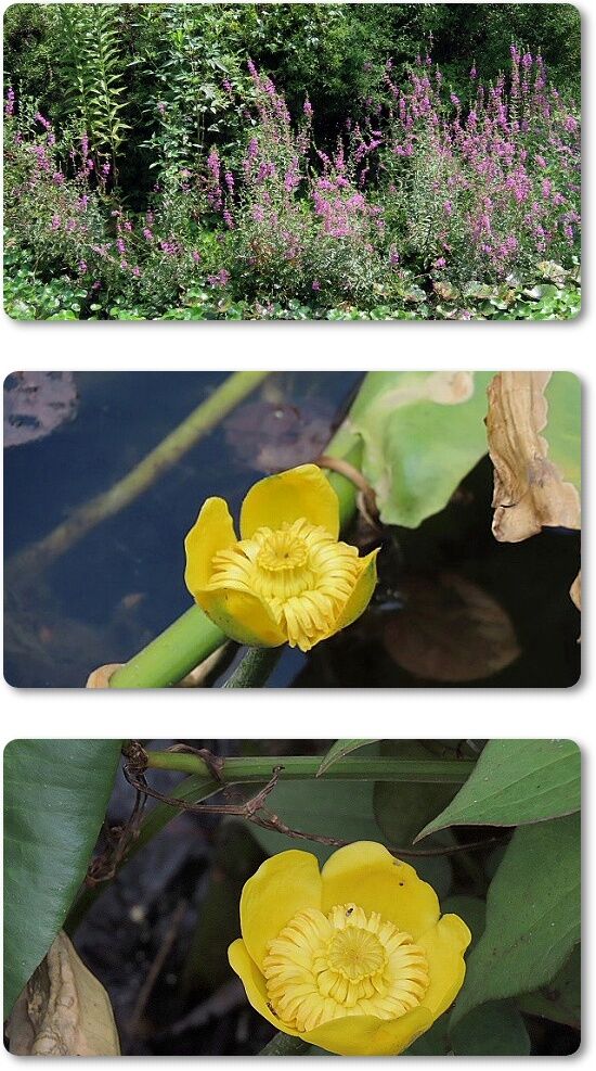 9水生植物園