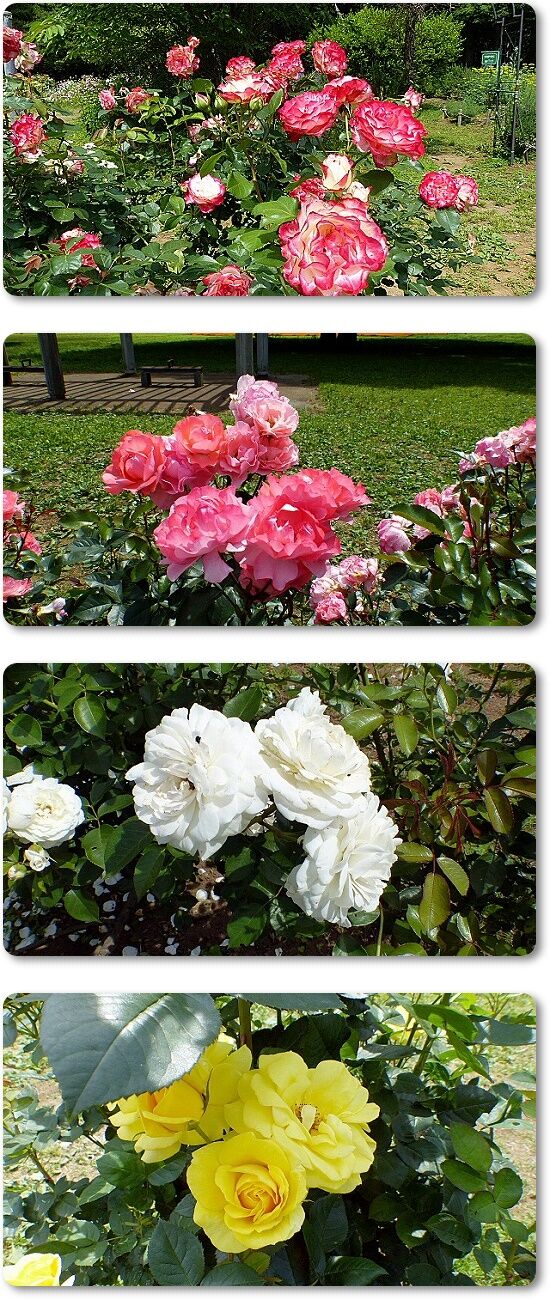 薔薇4