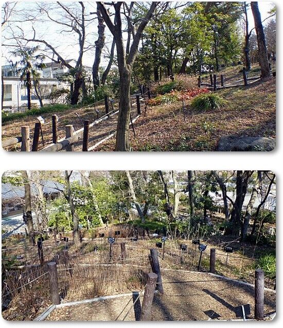 山野草園