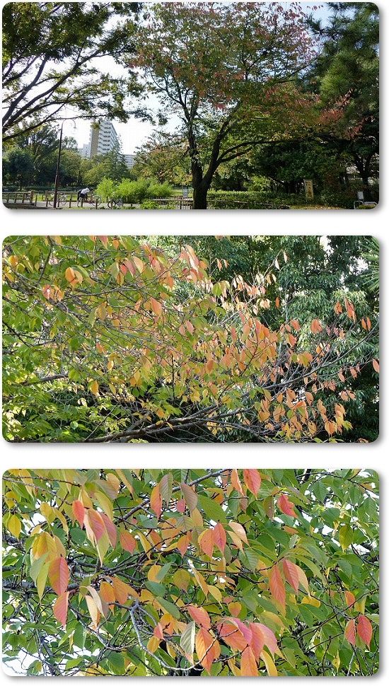 秋の陽公園