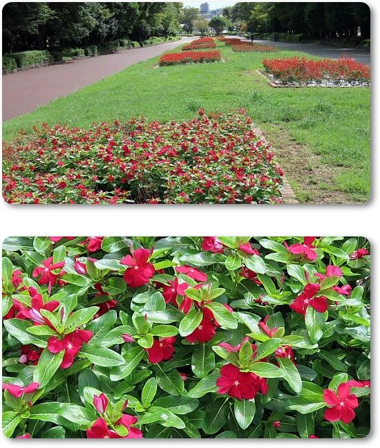 4花壇日日草