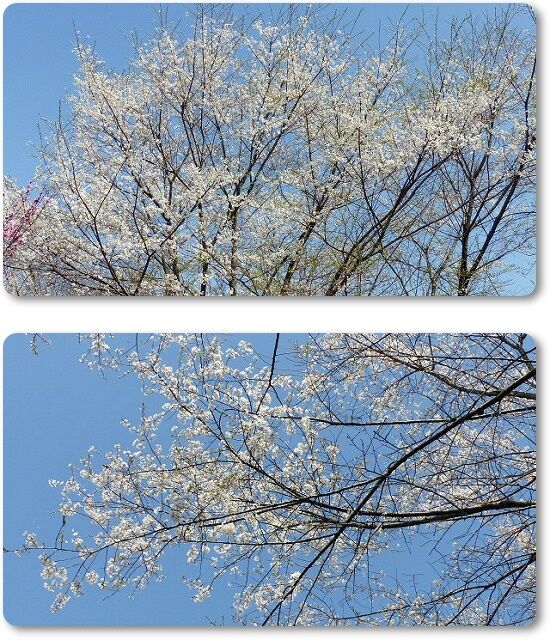 薄墨桜
