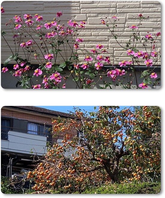 1柿秋明菊