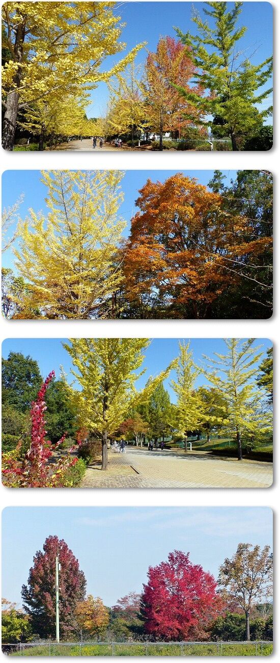 紅葉
