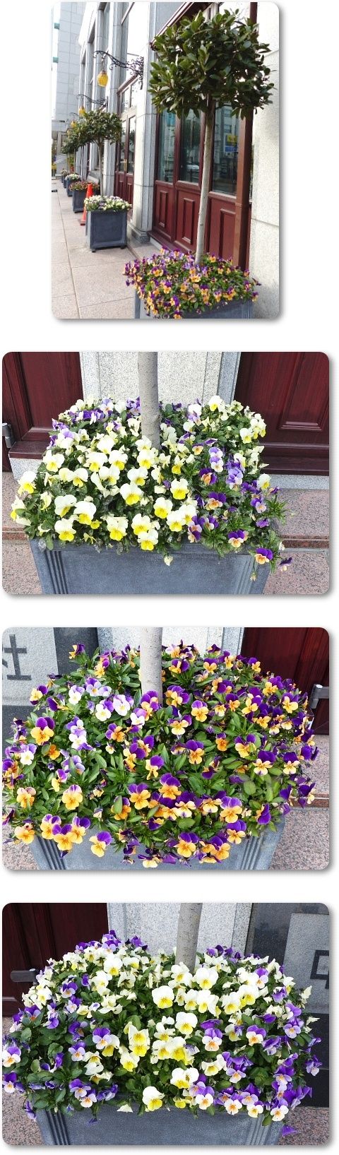 イメージ 5