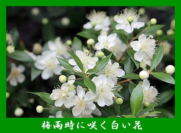 梅雨時の白い花 Youko2のブログ