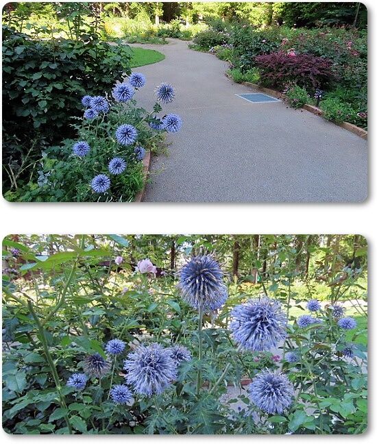 9紫色の花