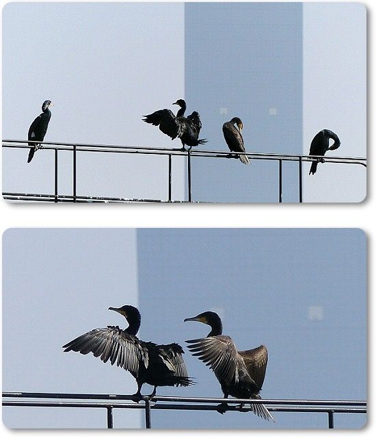 ウミウ