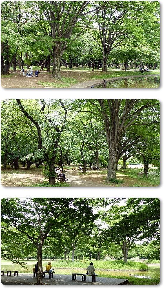 憩いの場