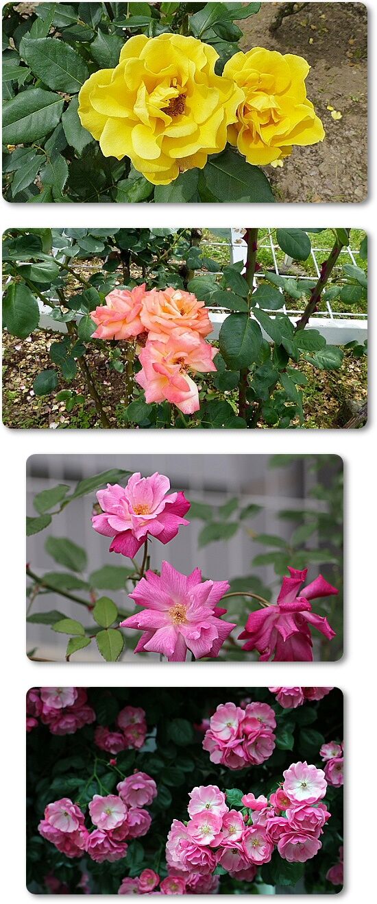 薔薇4