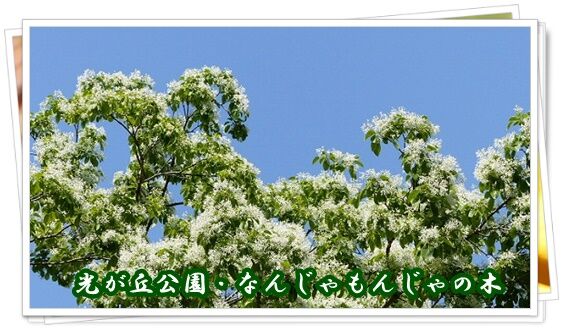 光が丘公園 なんじゃもんじゃの木 Youko2のブログ 光が丘公園 なんじゃもんじゃの木 Youko2のブログ