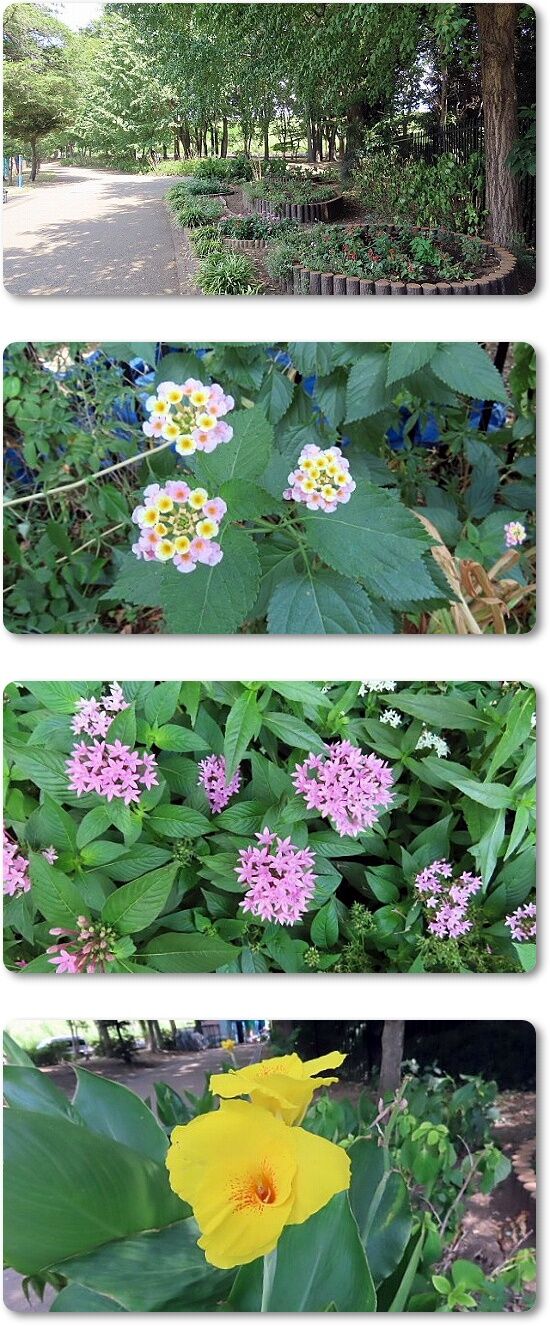 7花壇