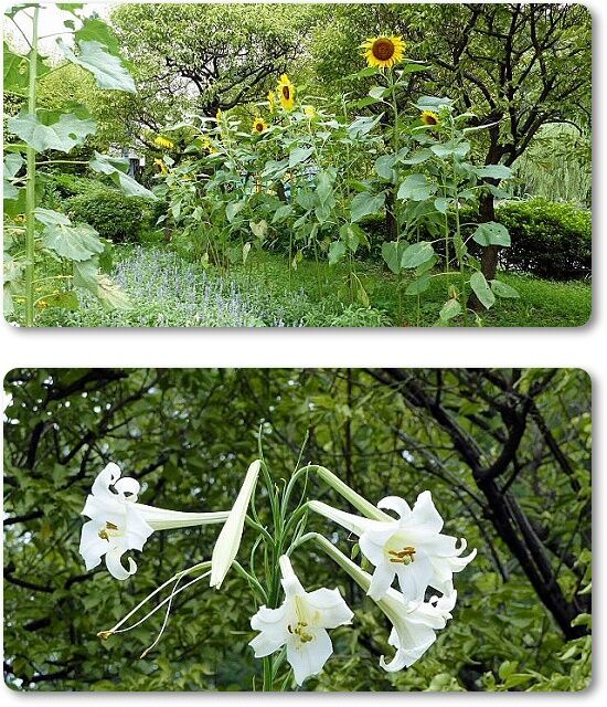 溜池公園花壇