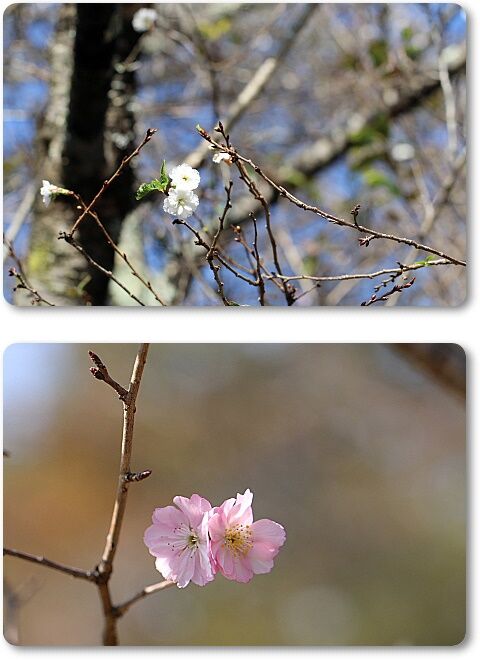10月桜