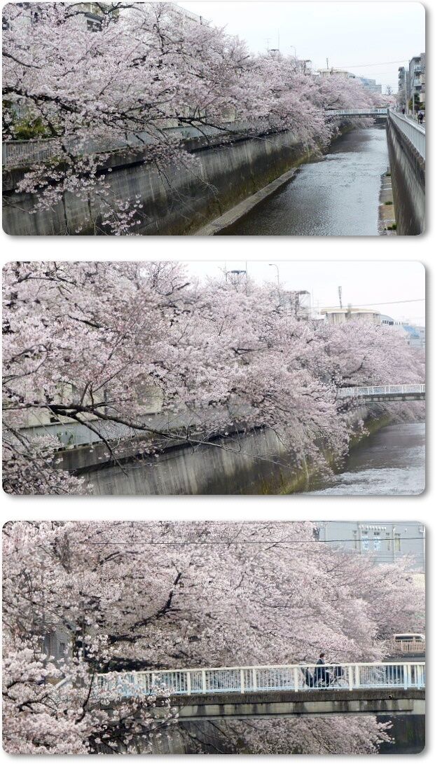 石神井川1