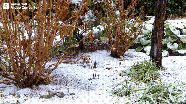 雪10日-3