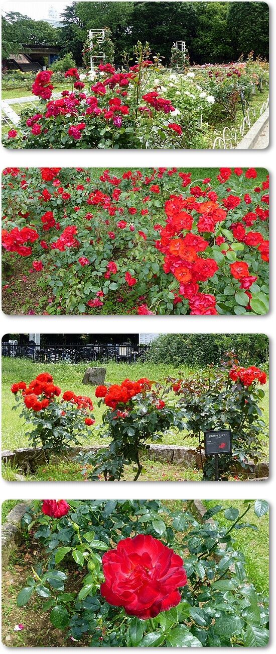 薔薇赤