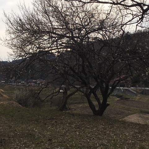 1490258866677