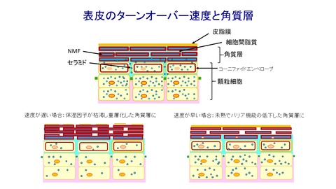ターンオーバー速度と角質層