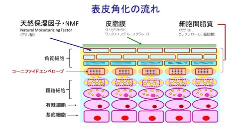 表皮角化の流れ