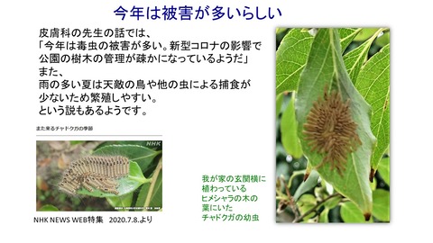 チャドクガ
