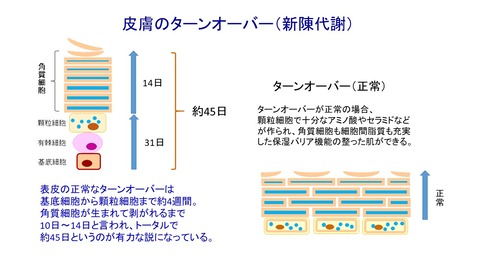 皮膚ターンオーバー正常