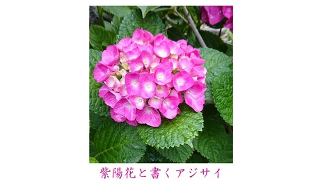 アジサイ
