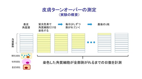 実験解説