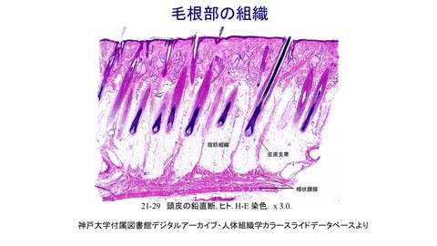 毛根部組織