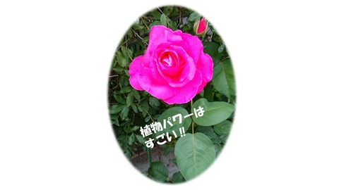 バラのパワー