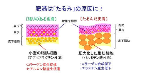 アディポネクチン