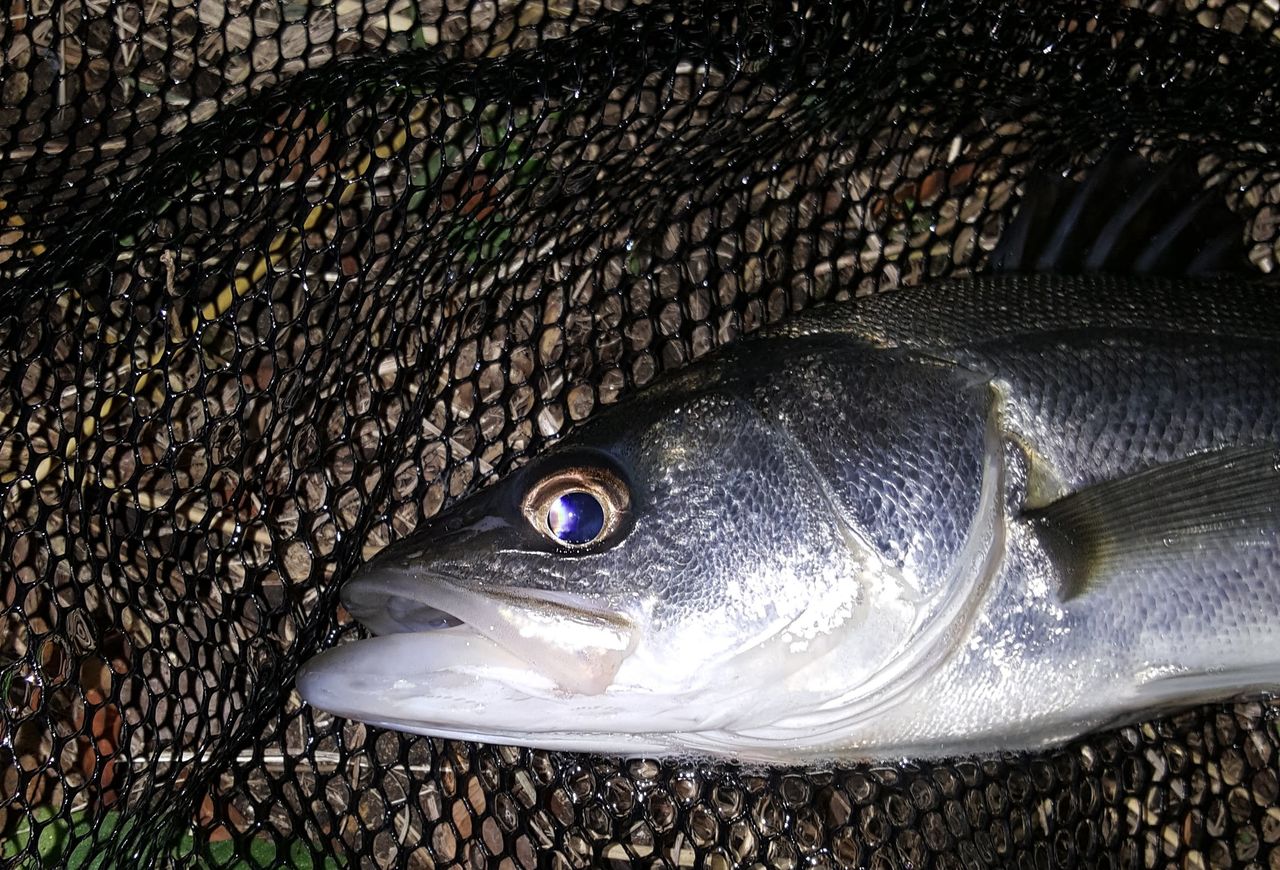 目から鱗 意外な方法がはまった夜のシーバスたち シーバス９割な日々の備忘録