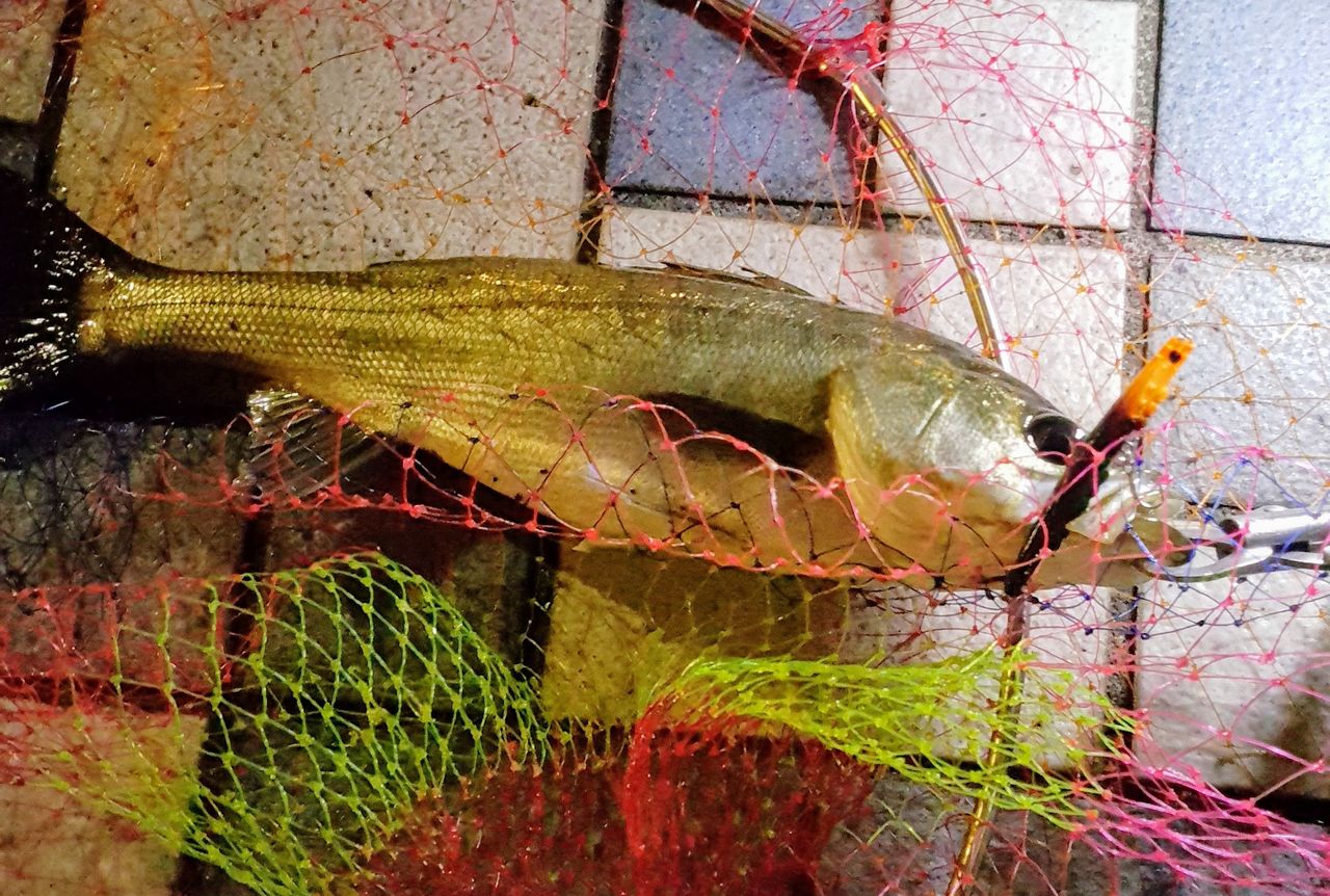 確率up バチ抜けシーバスのルアーセレクト方法 港湾部 シーバス９割な日々の備忘録