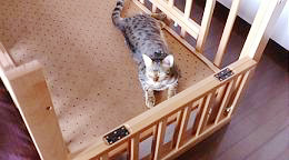 猫がいる家の赤ちゃんの部屋づくり きみとねこ