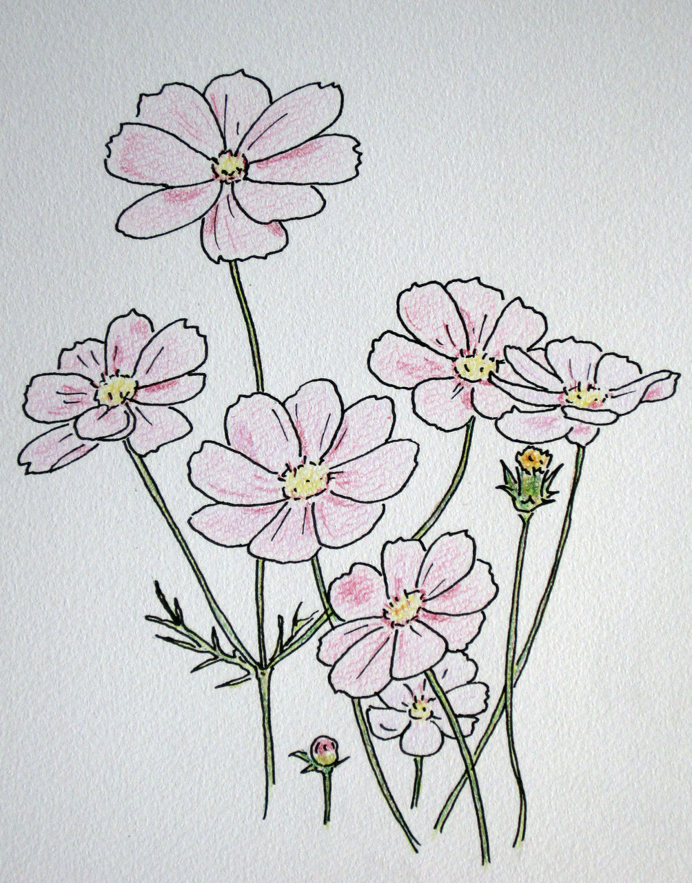 128 コスモス 優嵐スケッチブック