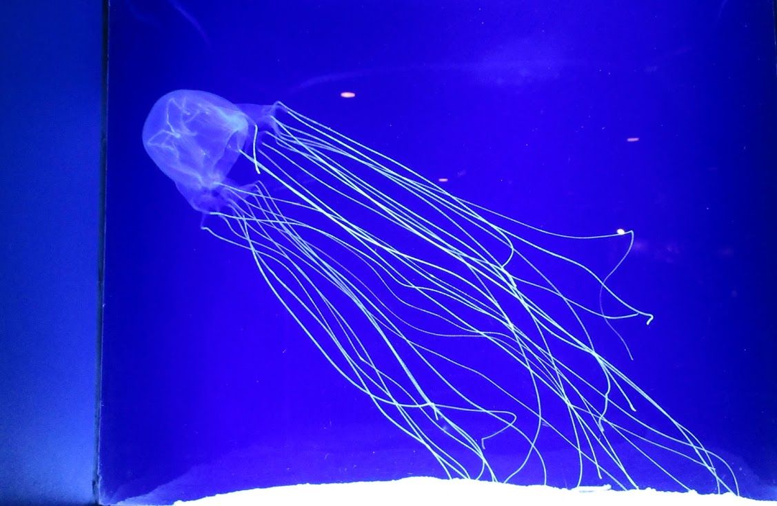 仲夏の沖縄への旅 ３ 優嵐世界探検