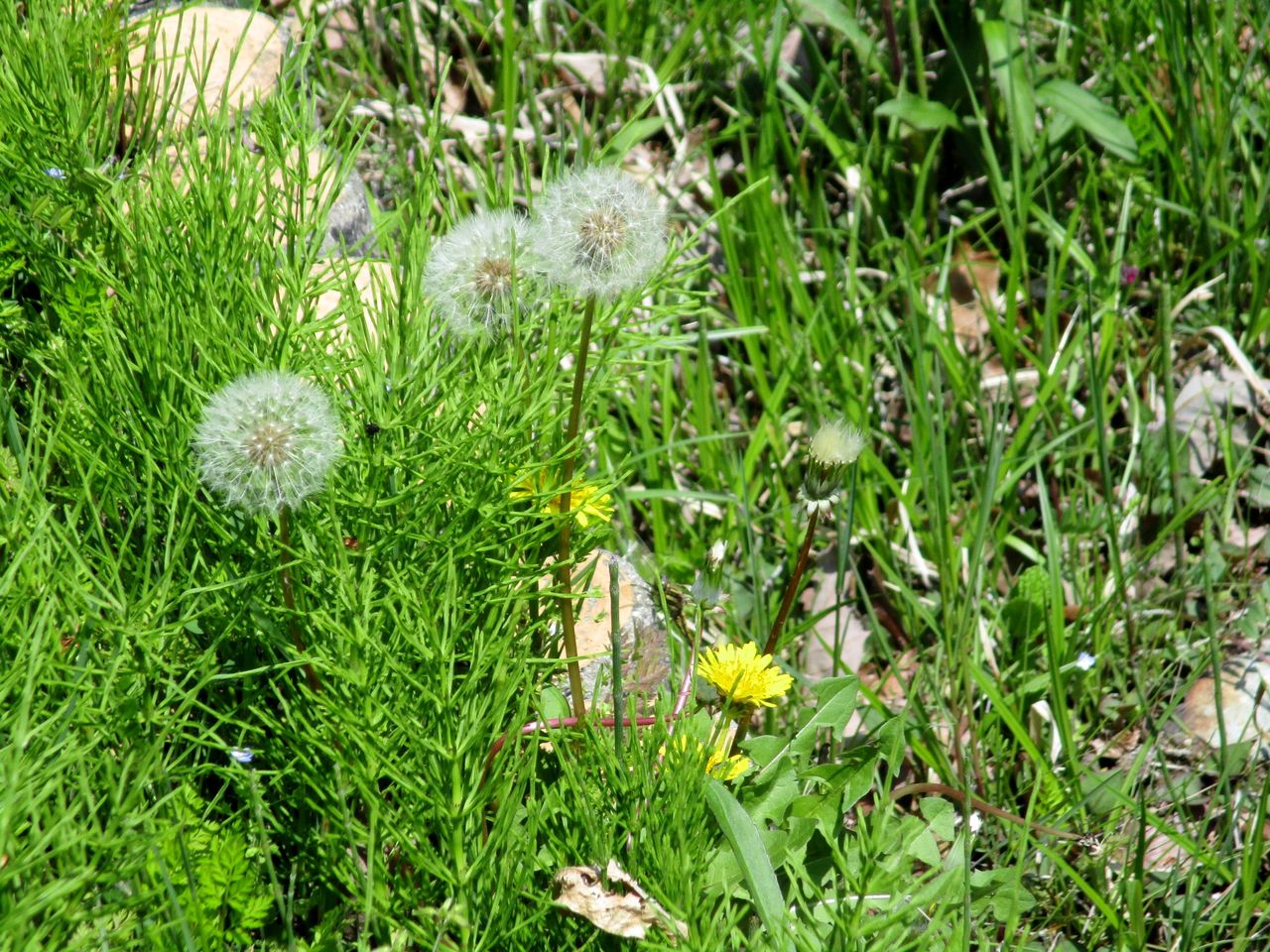 たんぽぽの綿毛は軽き風を待つ 優嵐歳時記