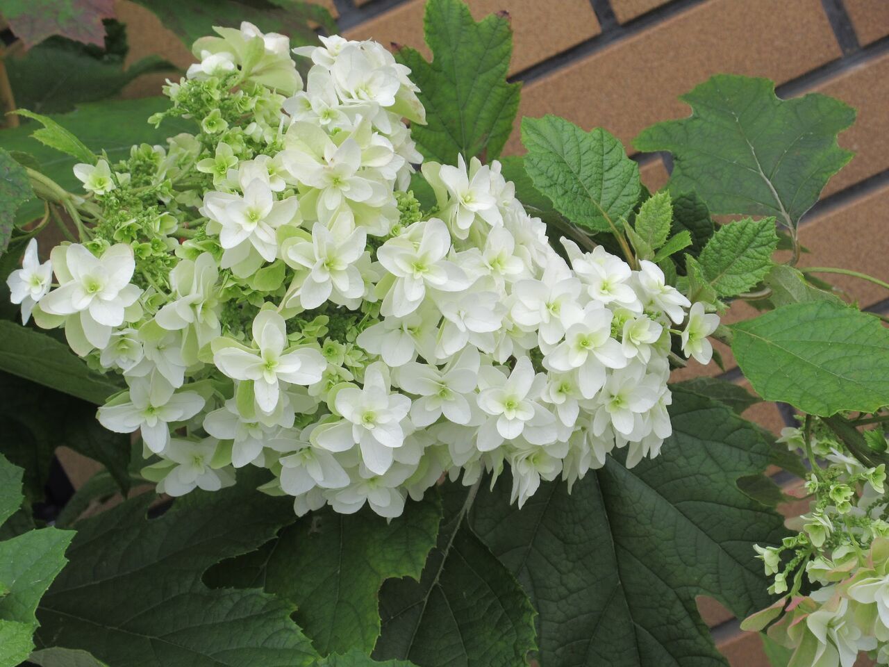 昼食へ柏葉紫陽花咲く道を 優嵐歳時記