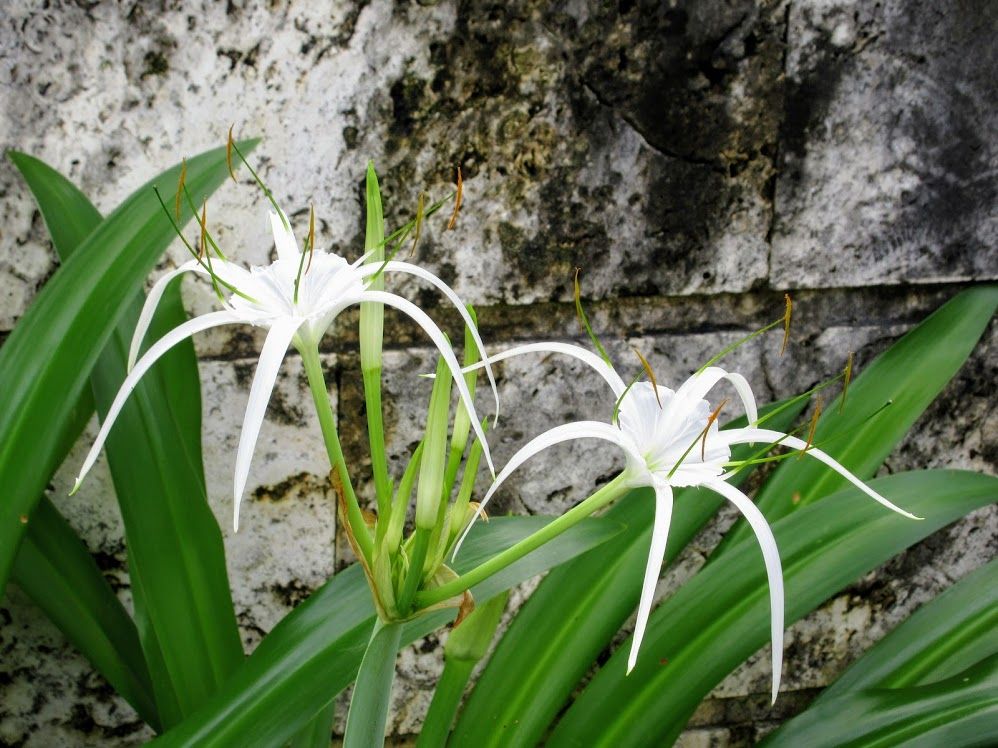 夏の花彩るひめゆり資料館 優嵐歳時記