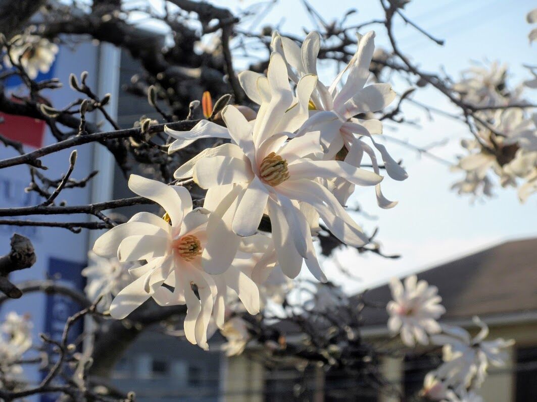 平等院へ八重のこぶしの咲く道を 優嵐歳時記