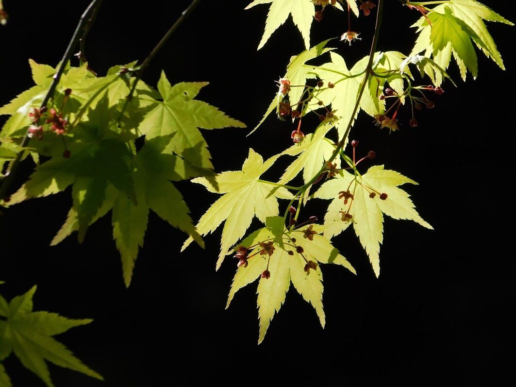花楓光と影が交差する 優嵐歳時記