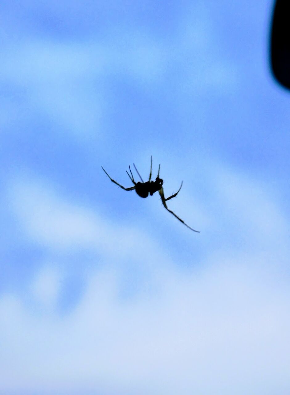 巣作りの蜘蛛の動ける夜明けかな 優嵐歳時記